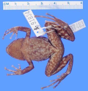 Media type: image; Herpetology A-97483